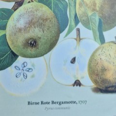 Pear Red Bergamot (Heritage Variety)